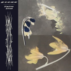 Limestone Island / Juniper