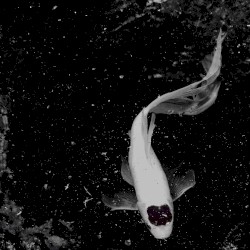 ༕