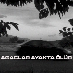AĞAÇLAR AYAKTA ÖLÜR