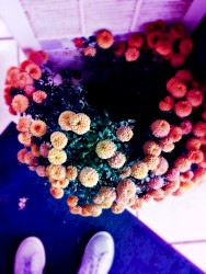 dance me to the end of love