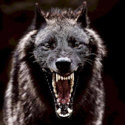 Wolf In Sheep's Clothing [REBORN]