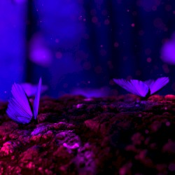 Ａｅｓｔｈｅｔｉｃ Ｔａｐｅｓ Ｖｏｌｕｍｅ 3