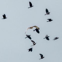 Confusion is the First Step Towards Clarity