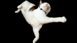 The Amazing Maurice and His Educated Rodents