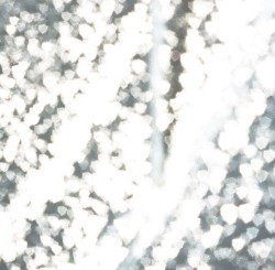 まぼろしの生き物