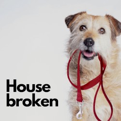 House Broken