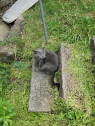 Sketches and Memories