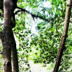 (dappled) (versions)