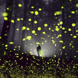 Fireflies