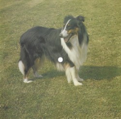 Afromerica / Dear John