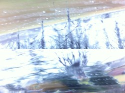 Freeroam 108 :: dainty ray