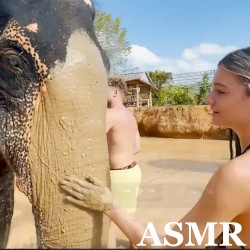 TINGLES WITH ELEPHANTS