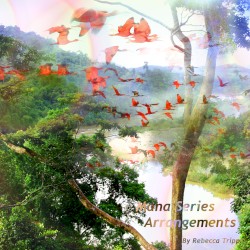 Mana Series Arrangements