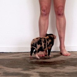 hand solo (acoustic)