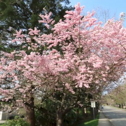 Brightwater Park and Bothell, WA (03-30-2025)