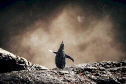 The Isolation Concerts, Volume 7