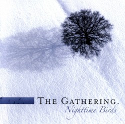 Nighttime Birds
