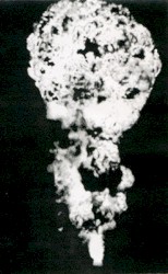 Damaged Yellow Swans