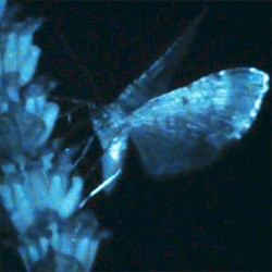 Triple Shooting Star