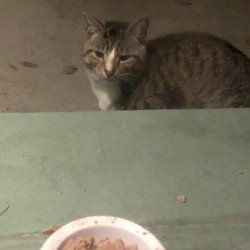 fly me to the moon (ukulele cover)