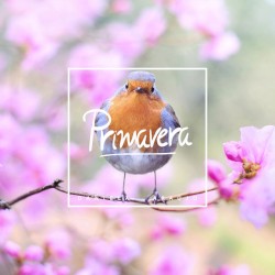 Primavera