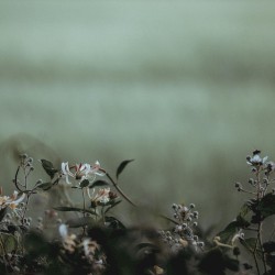 In Memory of… (4guru)