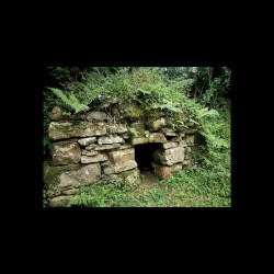 The Roots of the Mountain Ash Embrace the Stone II