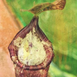 Nepenthes peltata