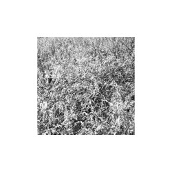 VIEW FROM THE WHITE CUBE