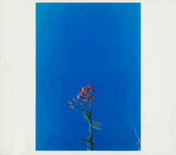 Joanna Newsom & The Ys Street Band