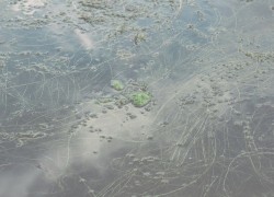 Bodensee (di visione / ein ort)