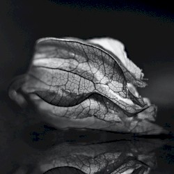 Disappear as If You’re Self-Absorbed, Be a Magnolia Manifestation