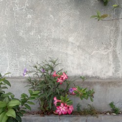 Rising from the Ashes