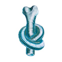 La forma de tus huesos