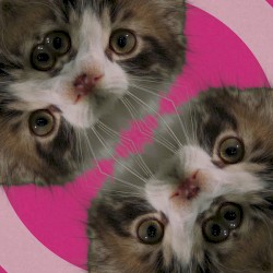 You're Tame / He's Very Good At Swimming