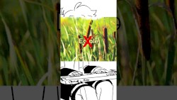 cattails