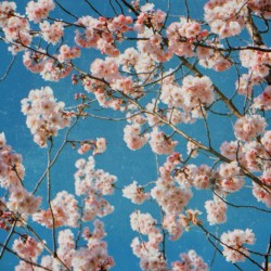 cherry blossom origami