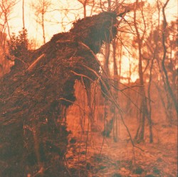 Mare-Pine