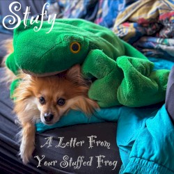 A Letter From Your Stuffed Frog