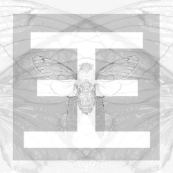 Cicada // Instrumental