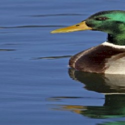 yoooooooooooooo look at that duck