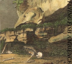 Flying Fish Ambience