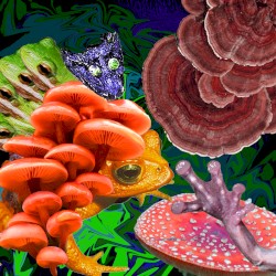 Basidiomycotabatrachium