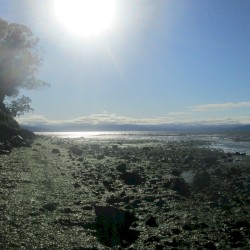 Selected Recordings at the Pinole Shore