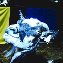 Day Trip to the Petting Zoo