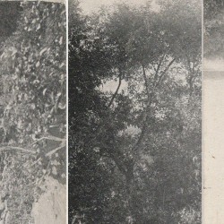 Horses Look Behind the Sky, and All Is Wild