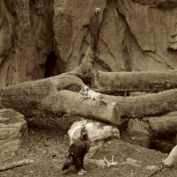 The Bloom of Morning (Pt. II)