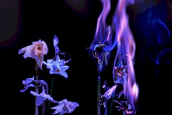 Slowly Disregarded as the Disparting, Immortal and Indestructible Great Purification