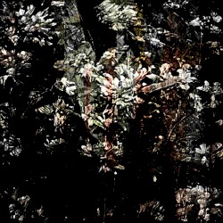 Fleurs Sans Soleil (Live)