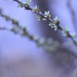 Tizhigi